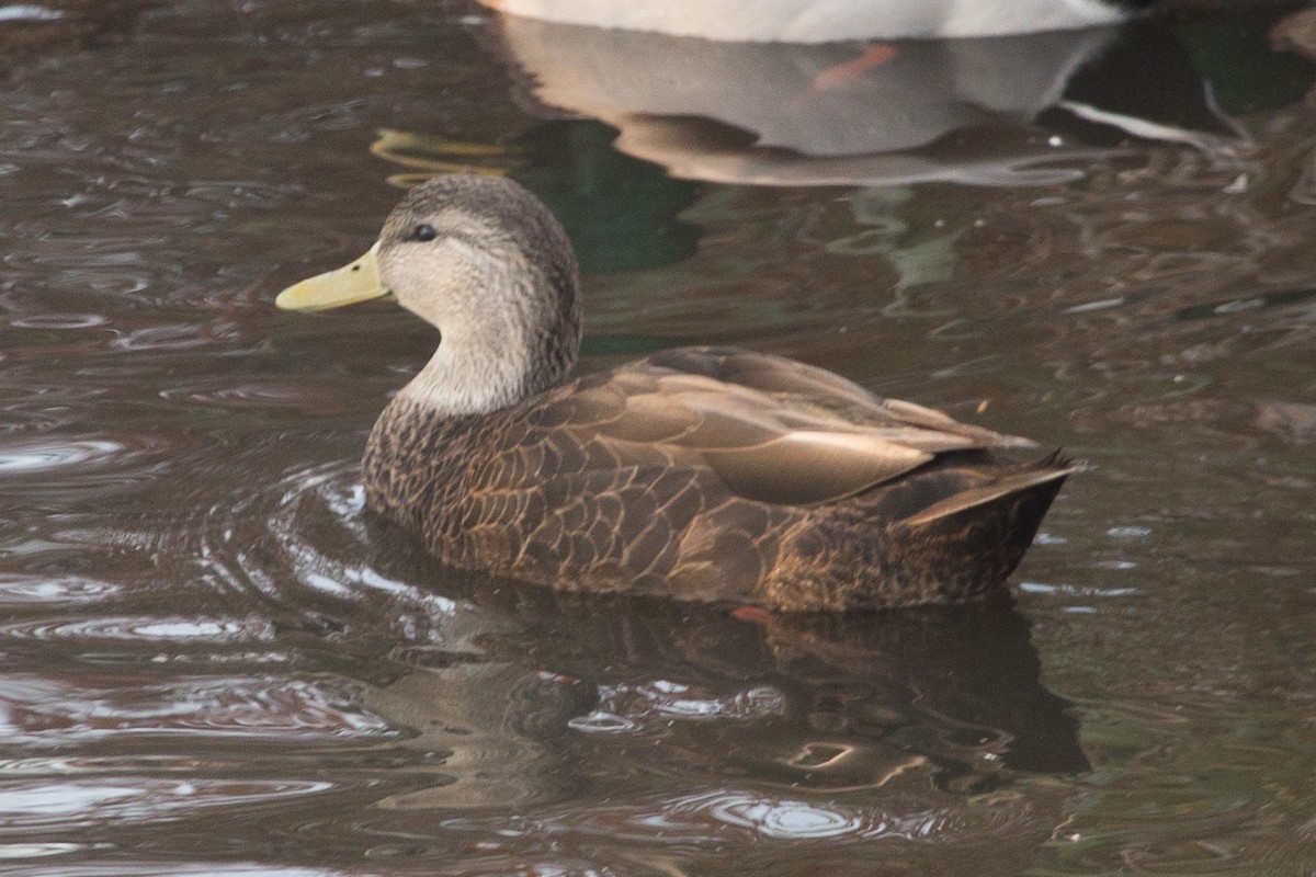 American Black Duck - Shelly Dunn