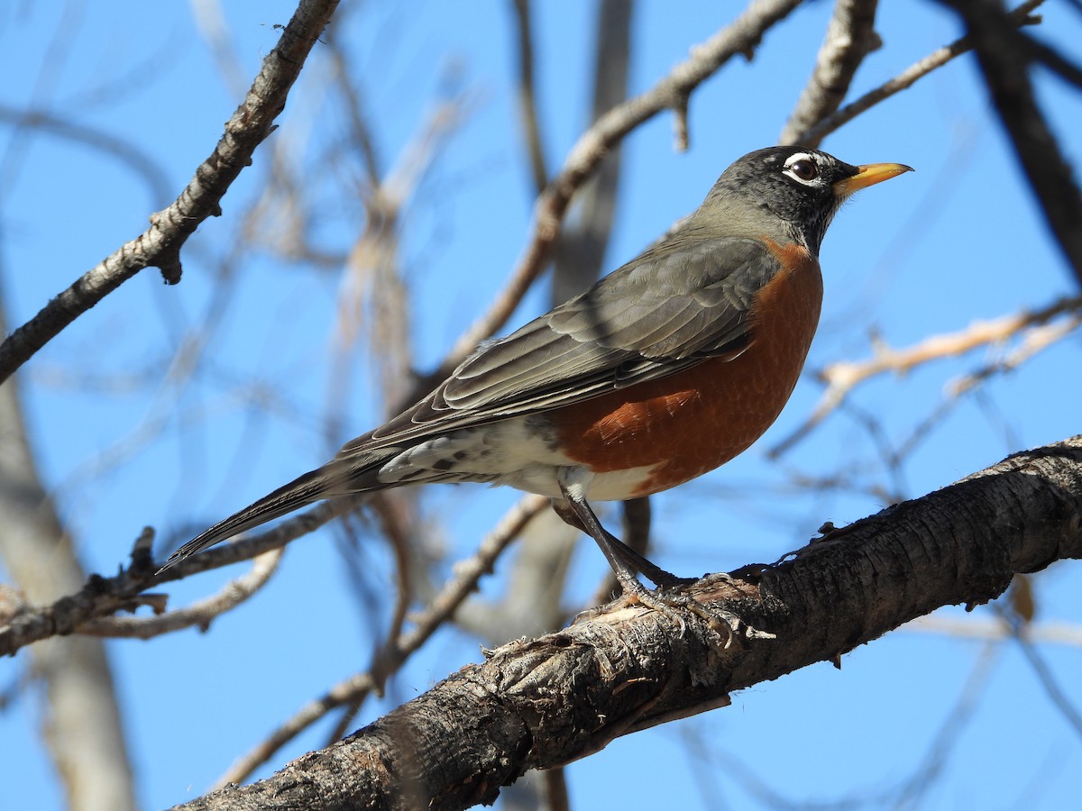 Wanderdrossel - ML279797431