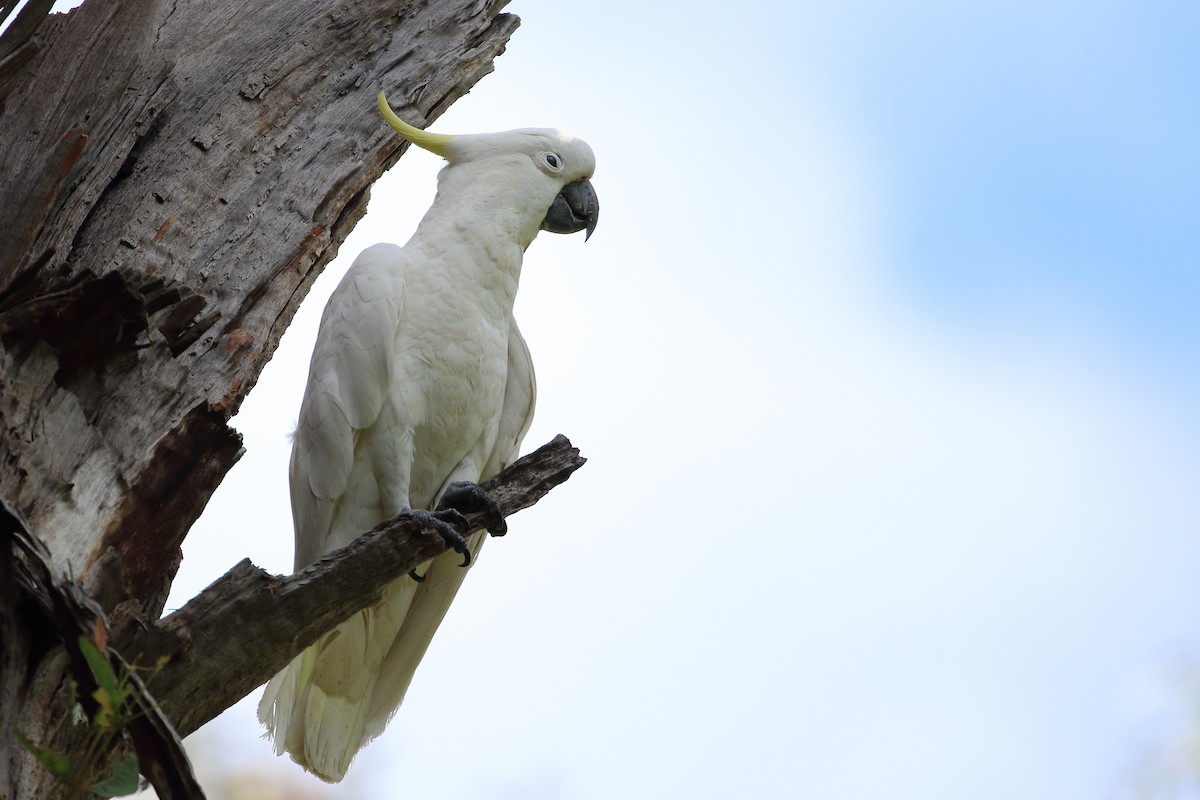 Sulphur-crested Cockatoo - ML279799551