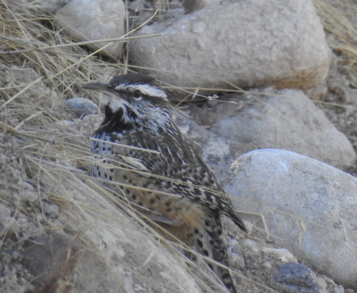 Cactus Wren - ML279804361