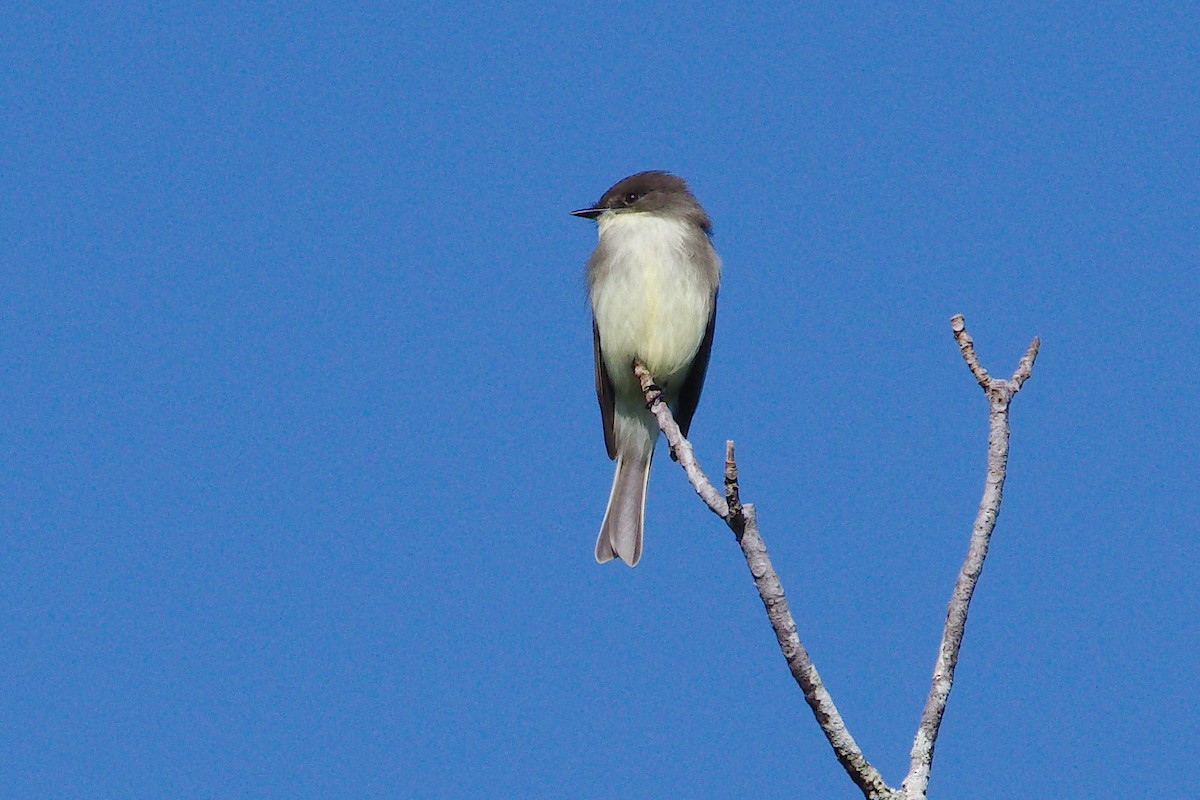 Eastern Phoebe - ML279805581