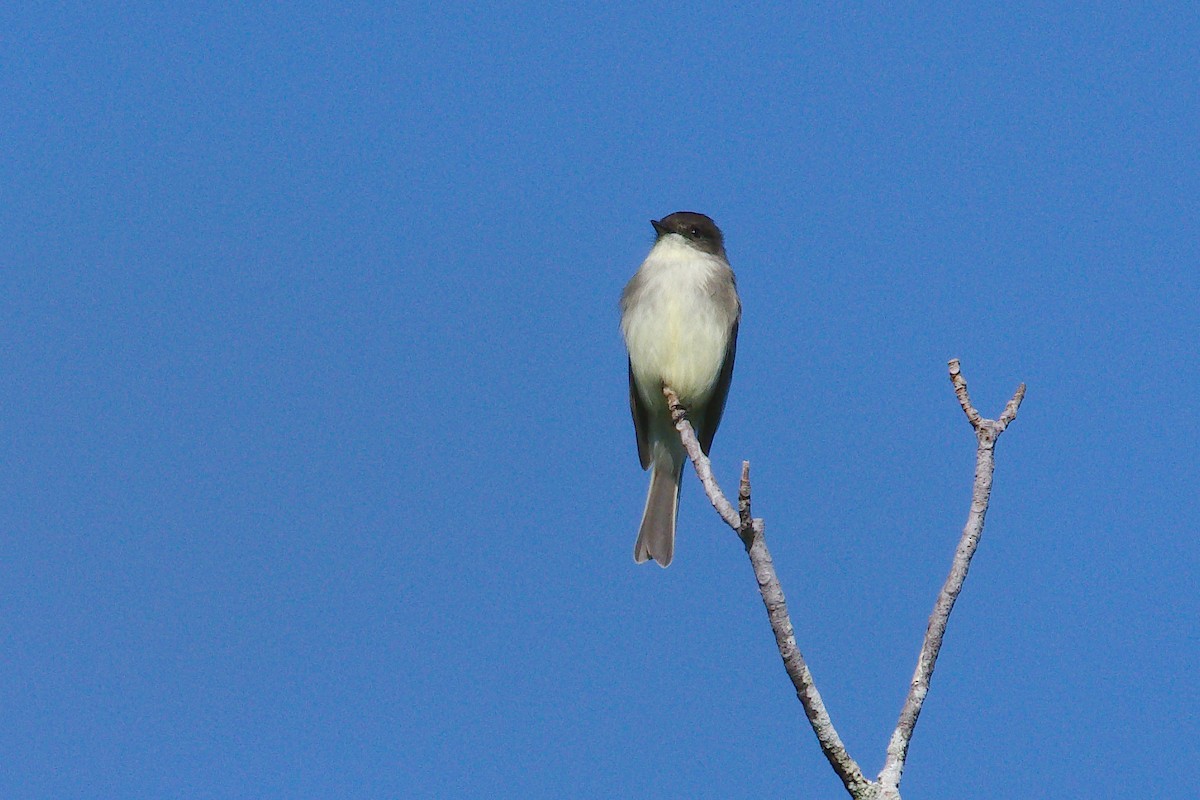 Eastern Phoebe - ML279805601