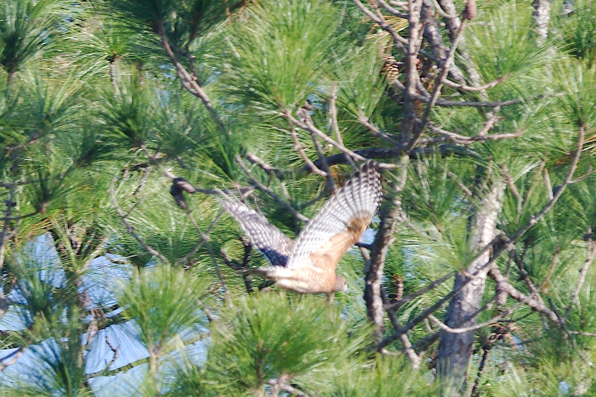 Red-shouldered Hawk - ML279805711