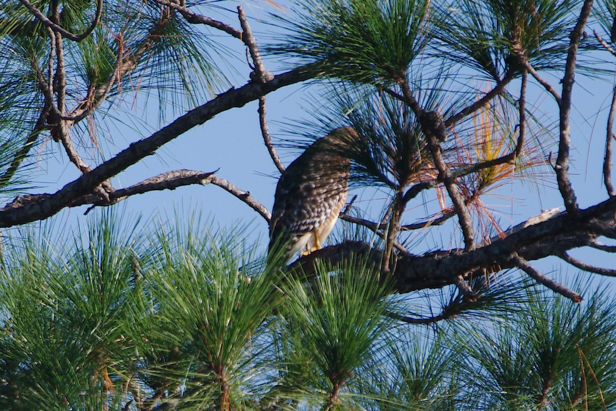 Red-shouldered Hawk - ML279805721