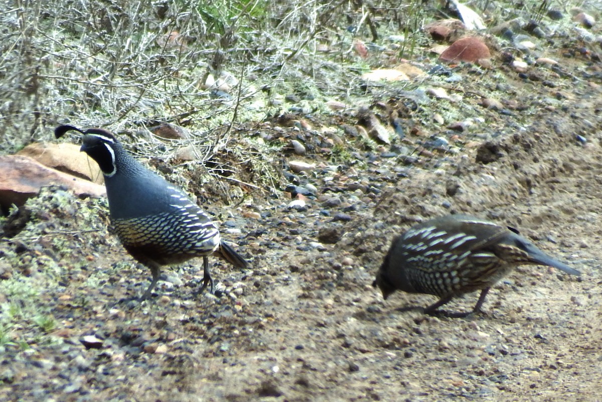 California Quail - ML27980581