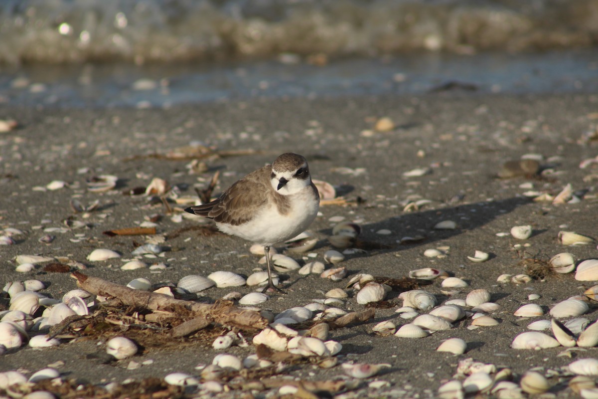 Siberian Sand-Plover - ML279806861