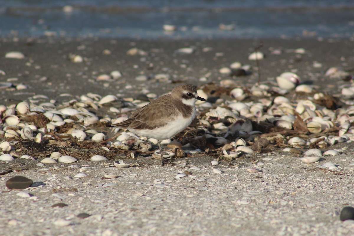 Siberian Sand-Plover - Liam Ballard