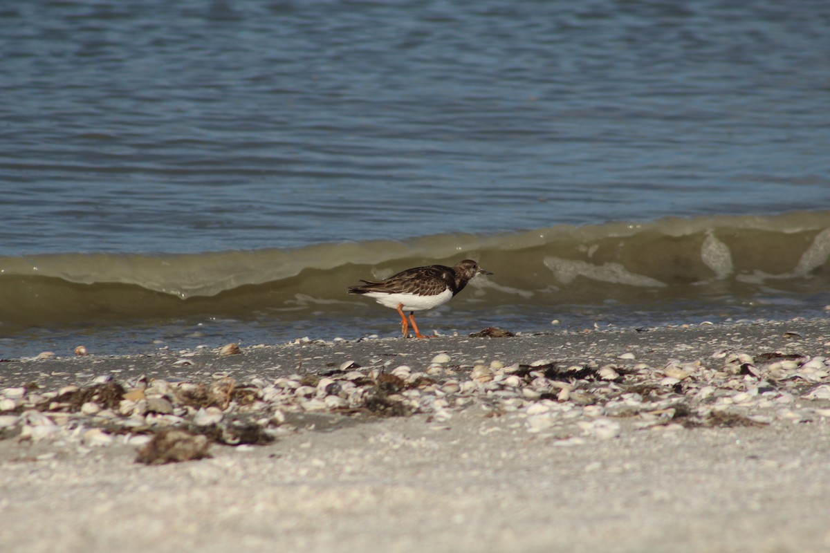 Ruddy Turnstone - ML279806951