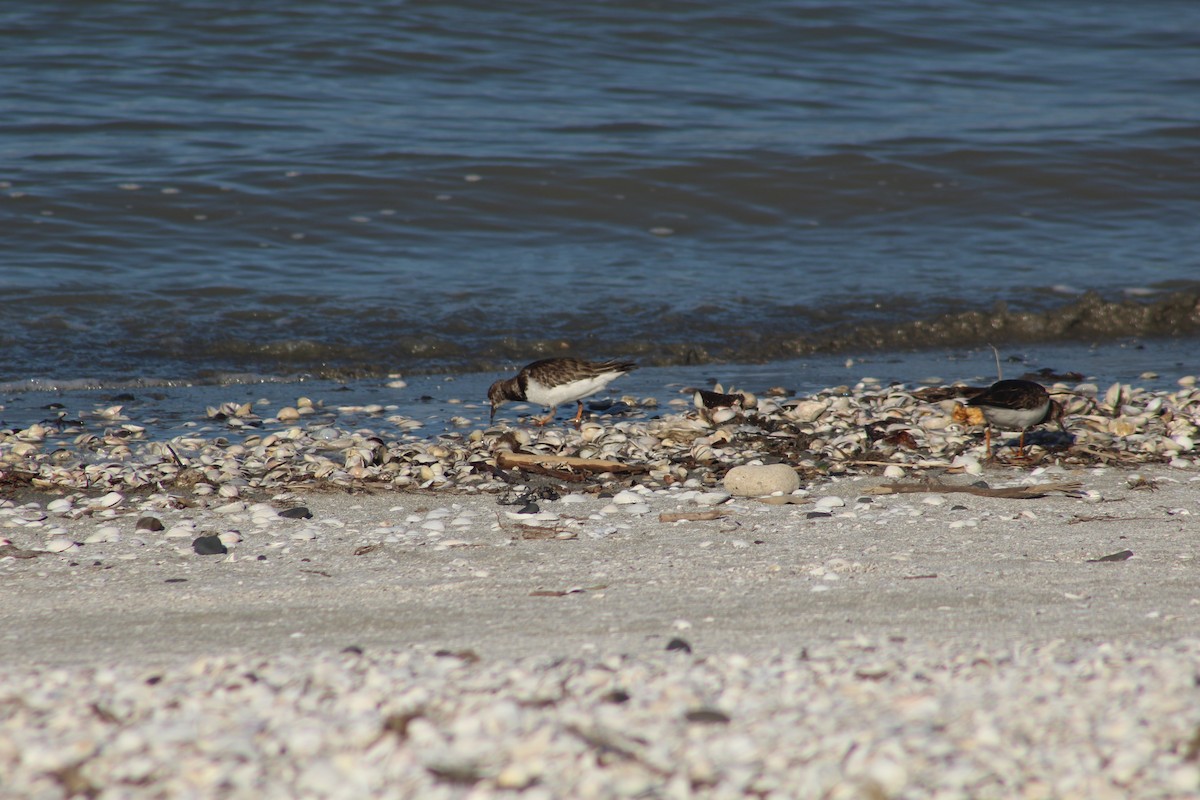 Ruddy Turnstone - Liam Ballard