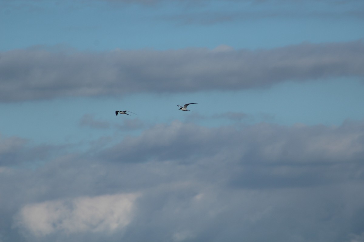 White-fronted Tern - ML279807001