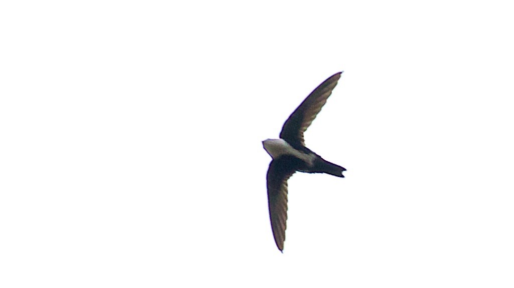 White-throated Swift - ML279807061