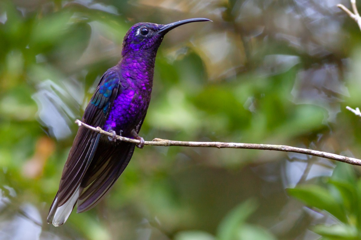 Colibrí Morado - ML279809581