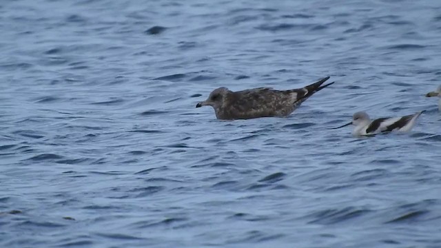 Gaviota Californiana - ML279810491