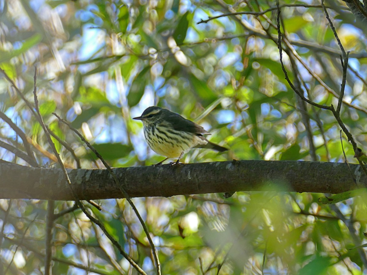 Northern Waterthrush - ML279810741