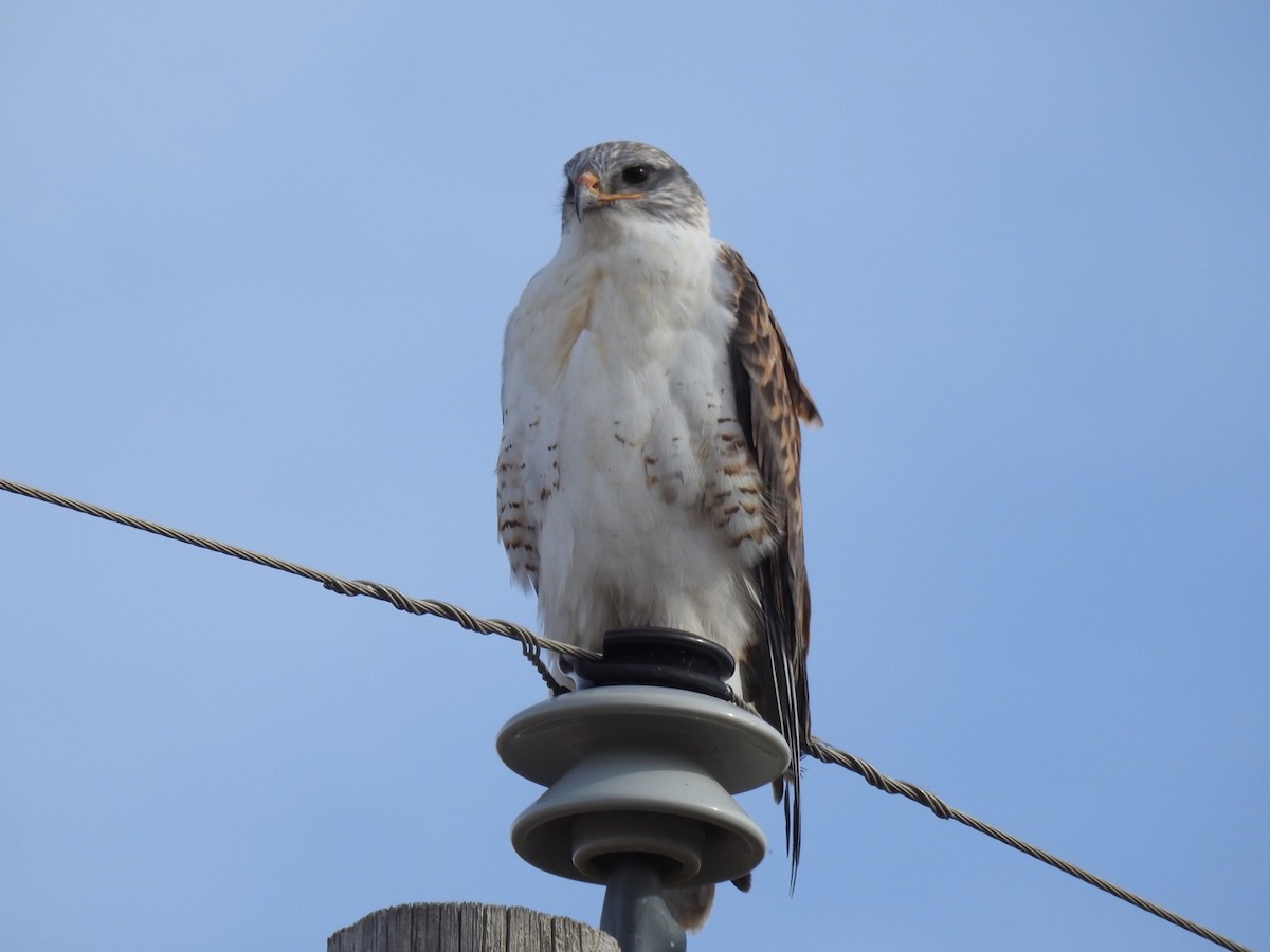 Ferruginous Hawk - ML279811041