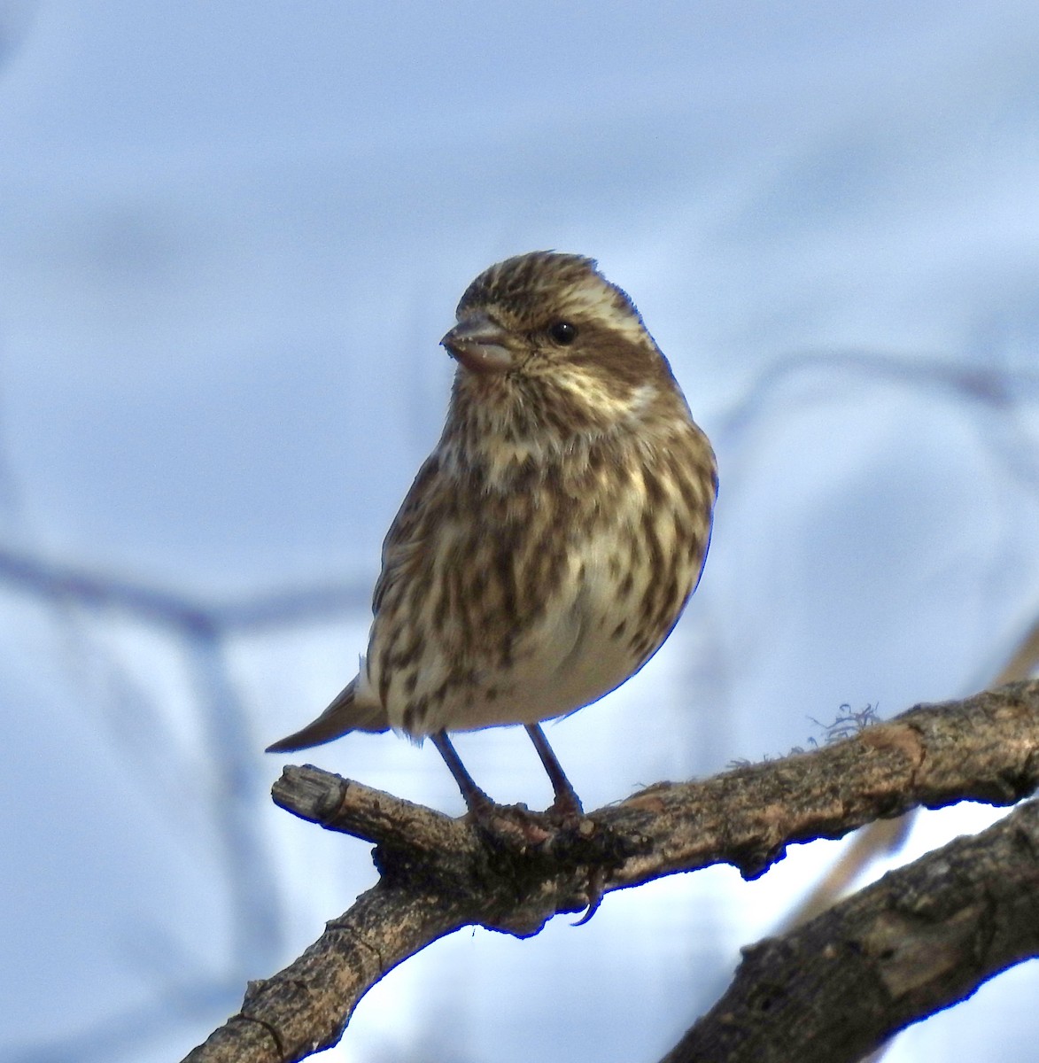 Purple Finch - Van Remsen