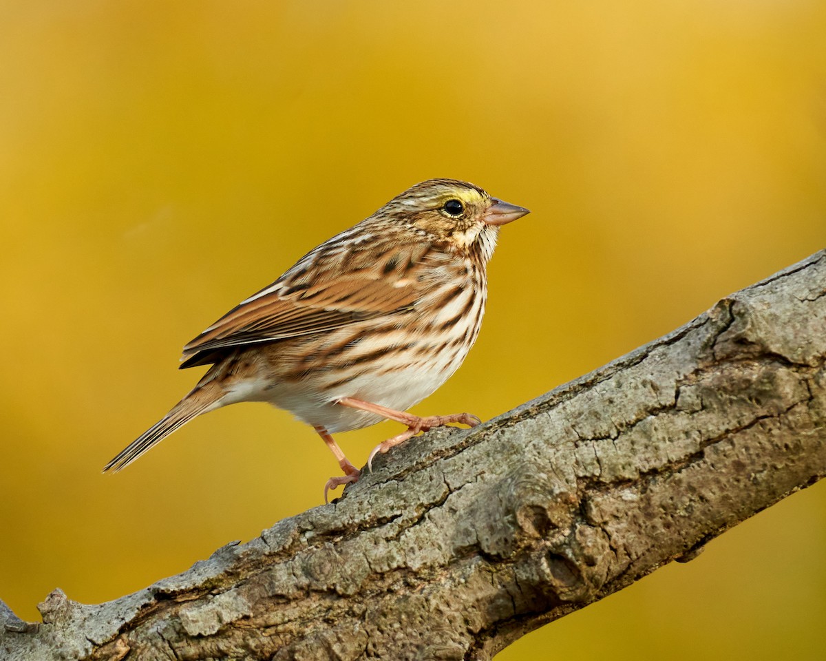 Savannah Sparrow - ML279813011