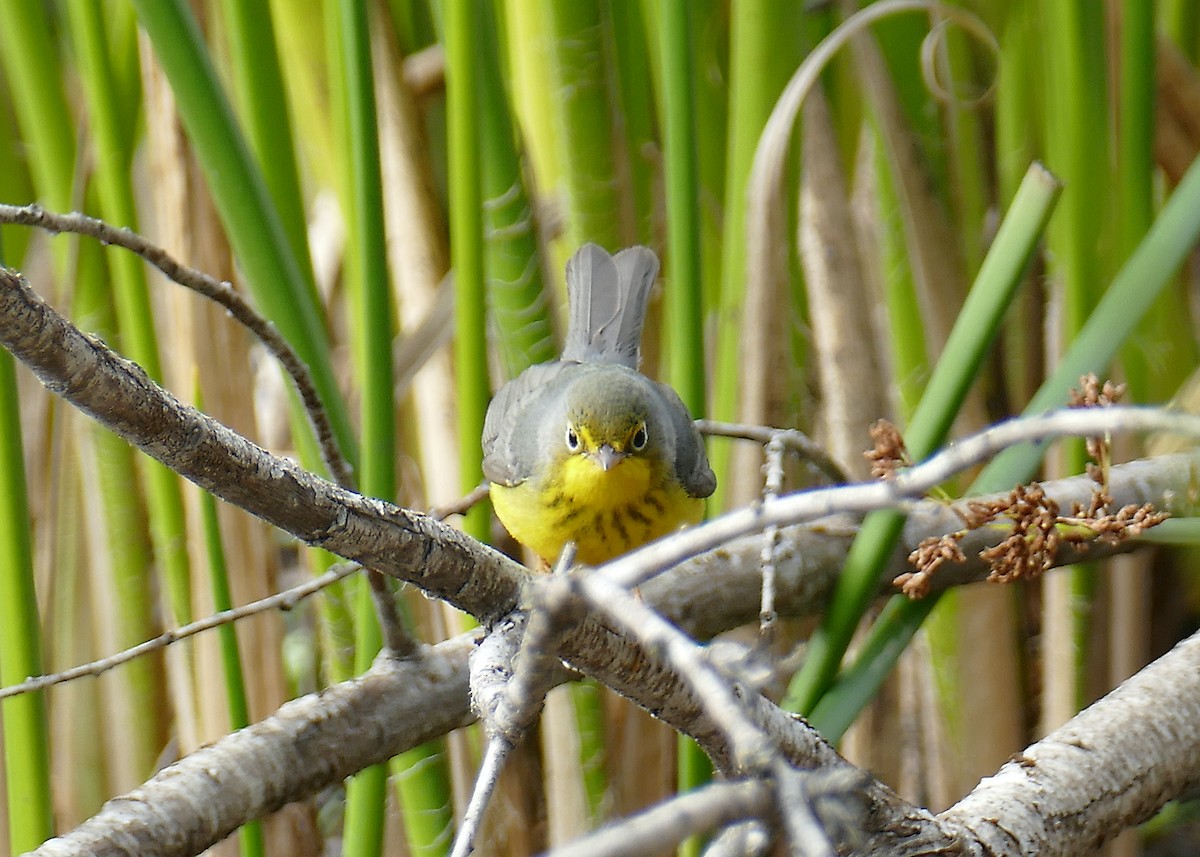 Canada Warbler - ML279814581