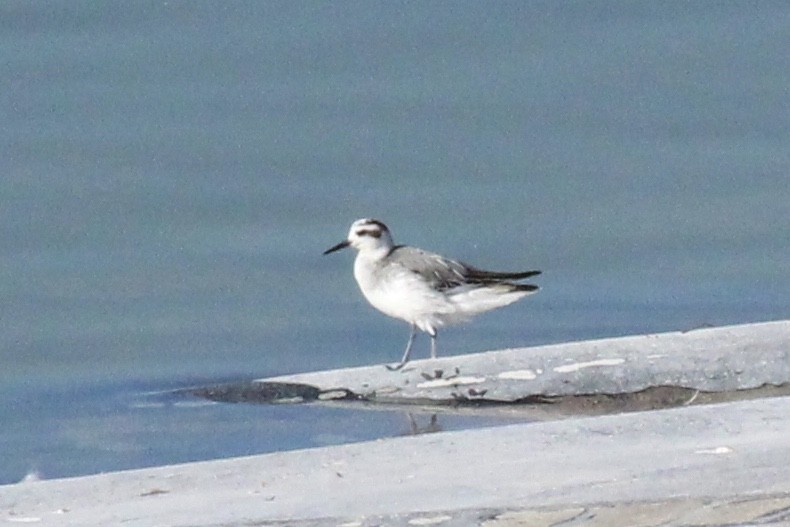 Red Phalarope - ML279814741