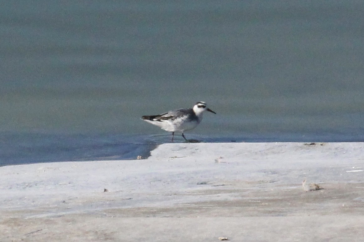 Red Phalarope - ML279814751