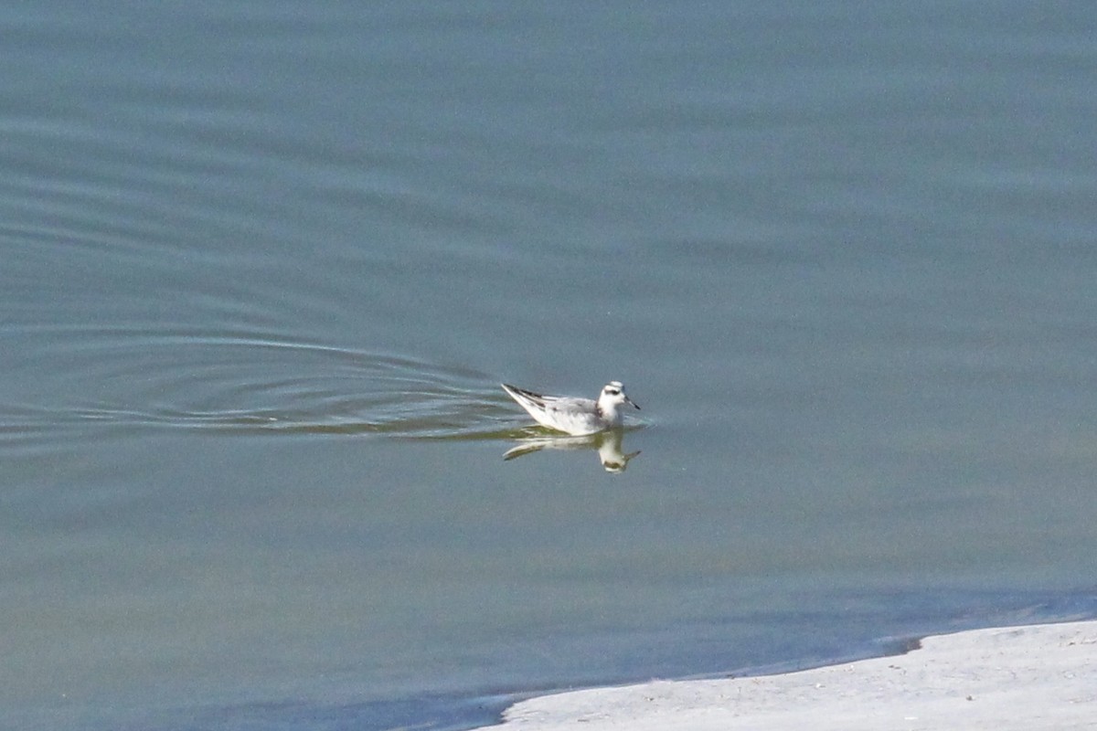 Red Phalarope - H.M. Hofling