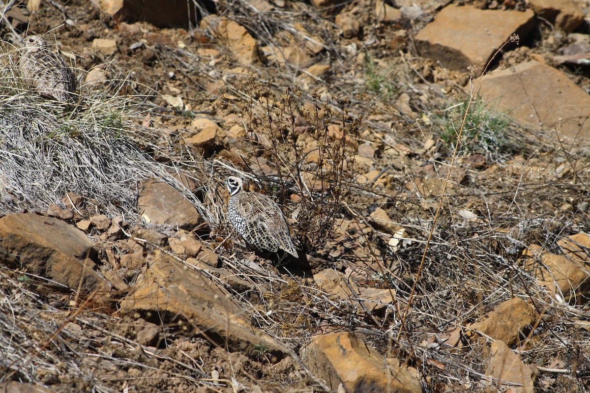 Montezuma Quail - Dave Kruel