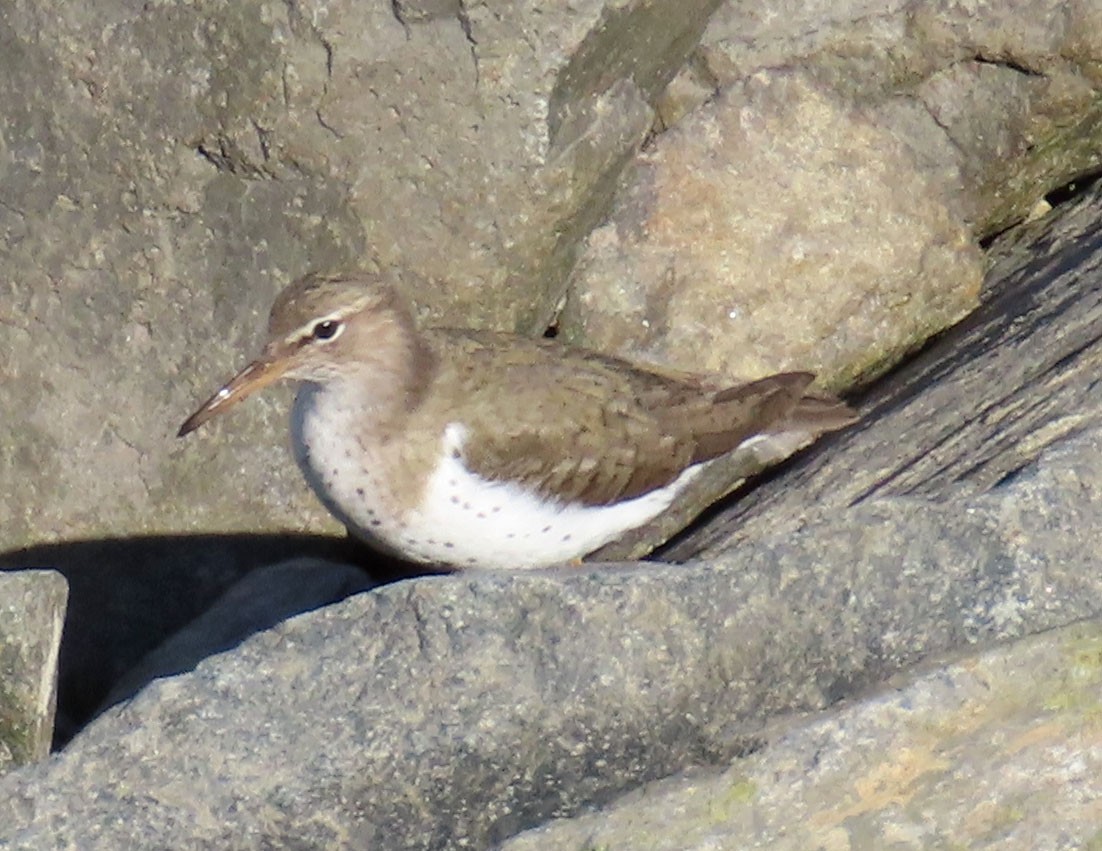 Spotted Sandpiper - Diane Etchison