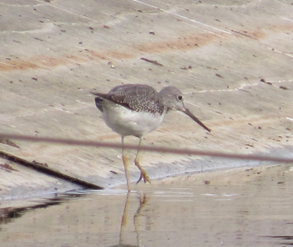 Greater Yellowlegs - ML279818671