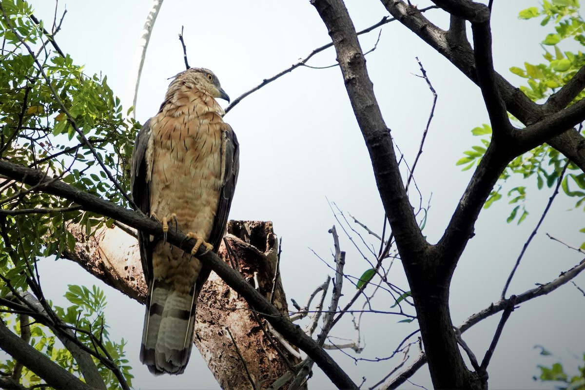 Oriental Honey-buzzard - S Rama Chandran