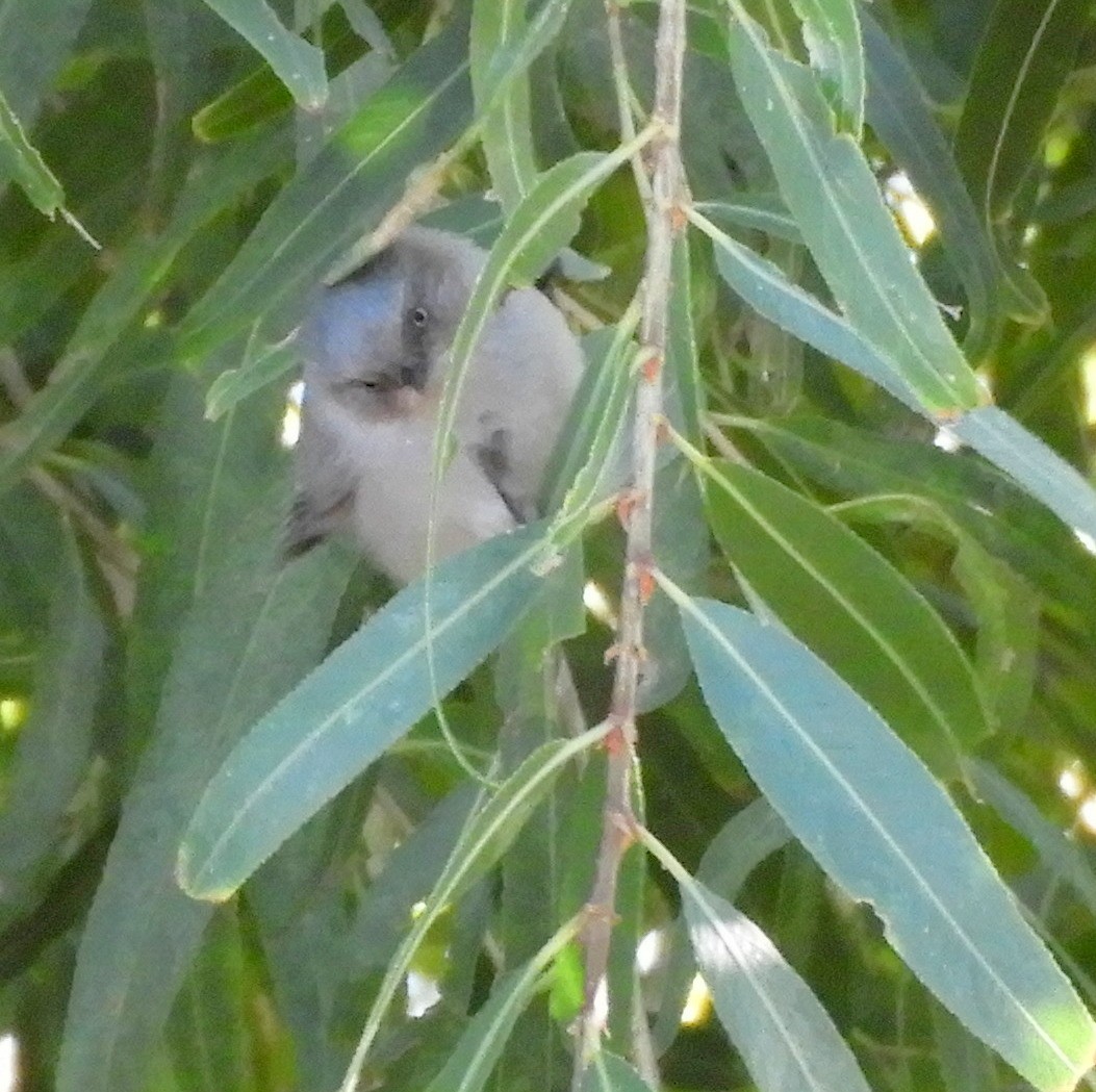 Bushtit - ML279821681