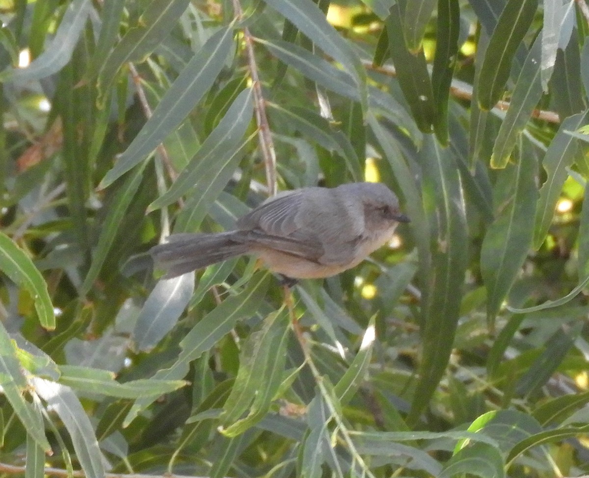 Bushtit - ML279821801