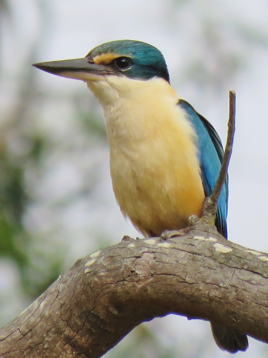 Sacred Kingfisher - ML279822711