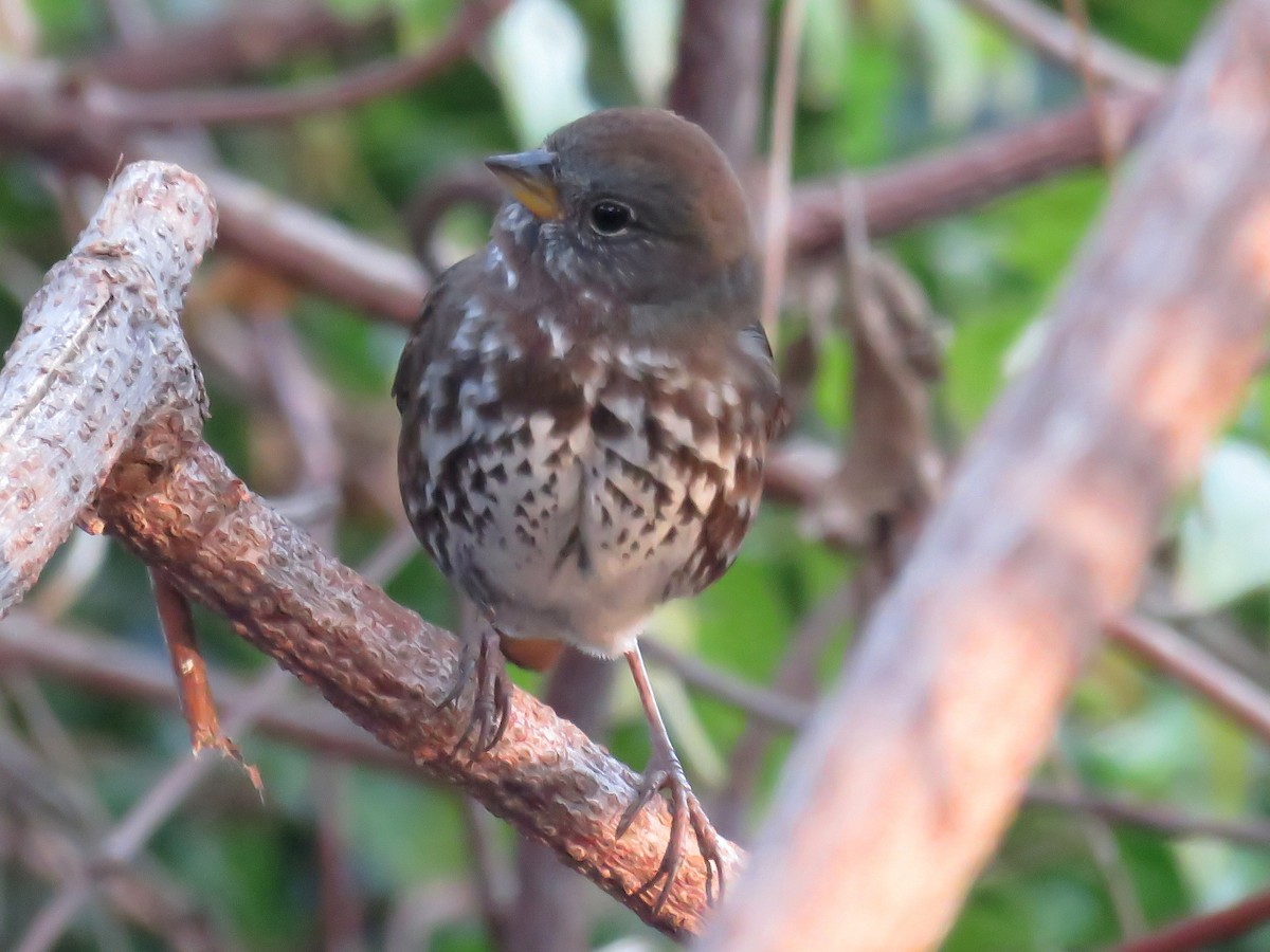 Fox Sparrow (Sooty) - Naresh Satyan