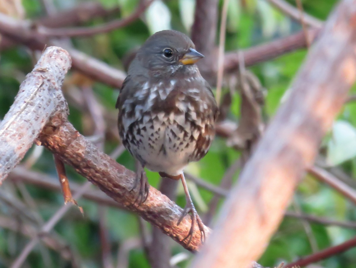 Fox Sparrow (Sooty) - ML279825771