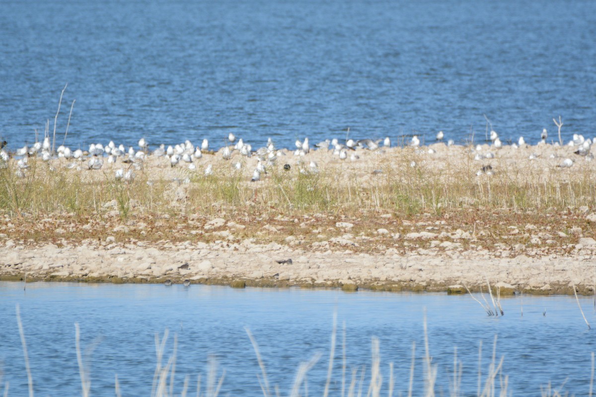 Killdeer - ML279828021