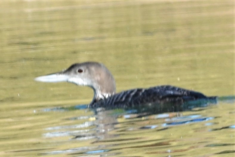 Common Loon - ML279830671