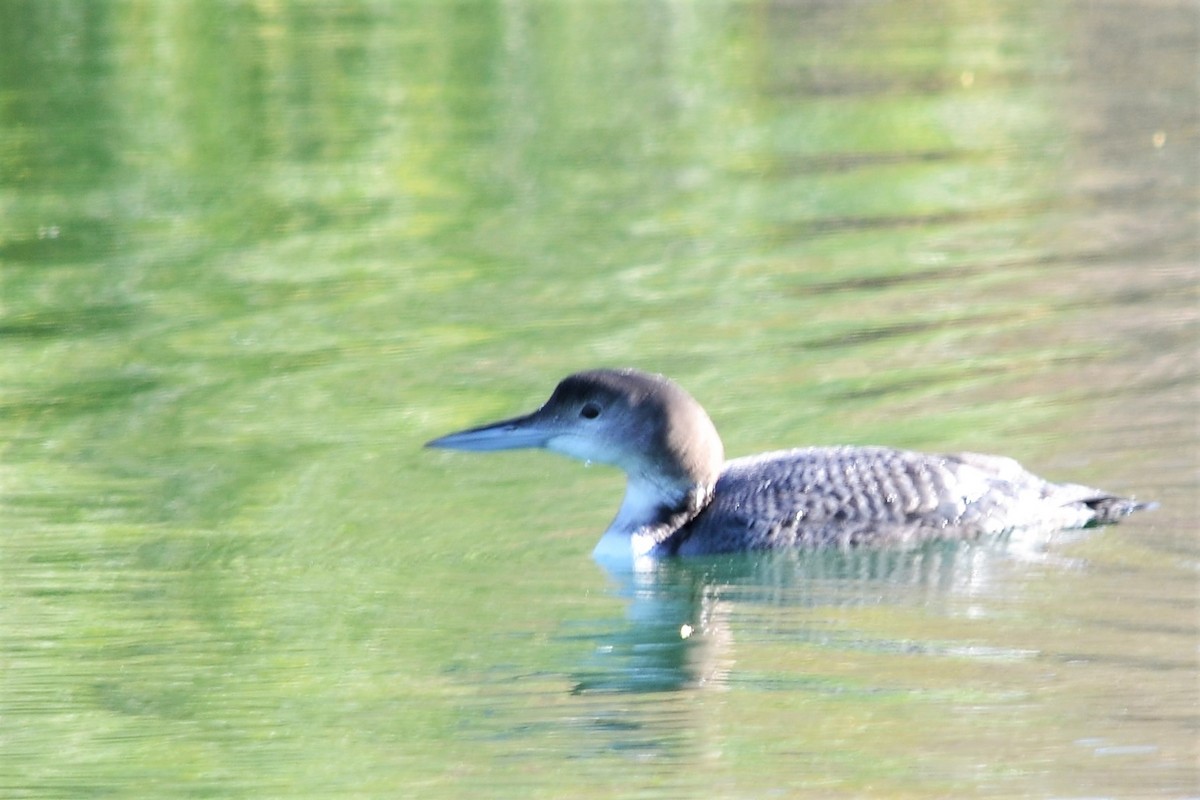 Common Loon - ML279830691