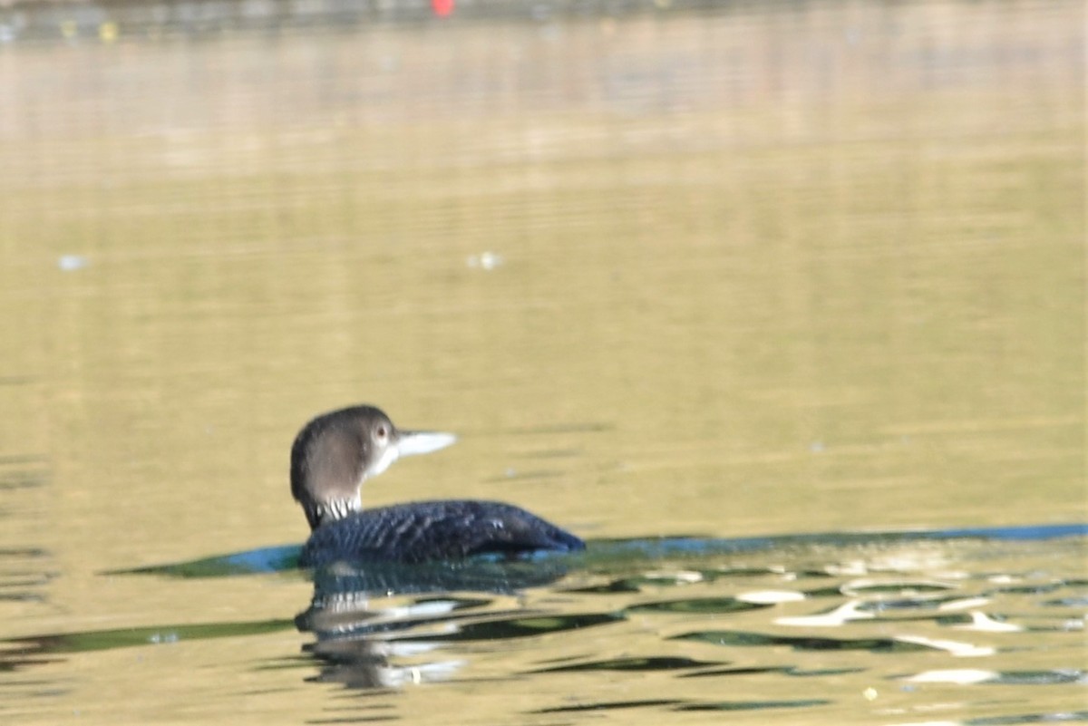 Common Loon - ML279830701