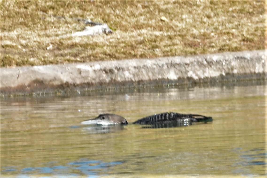 Common Loon - ML279830861