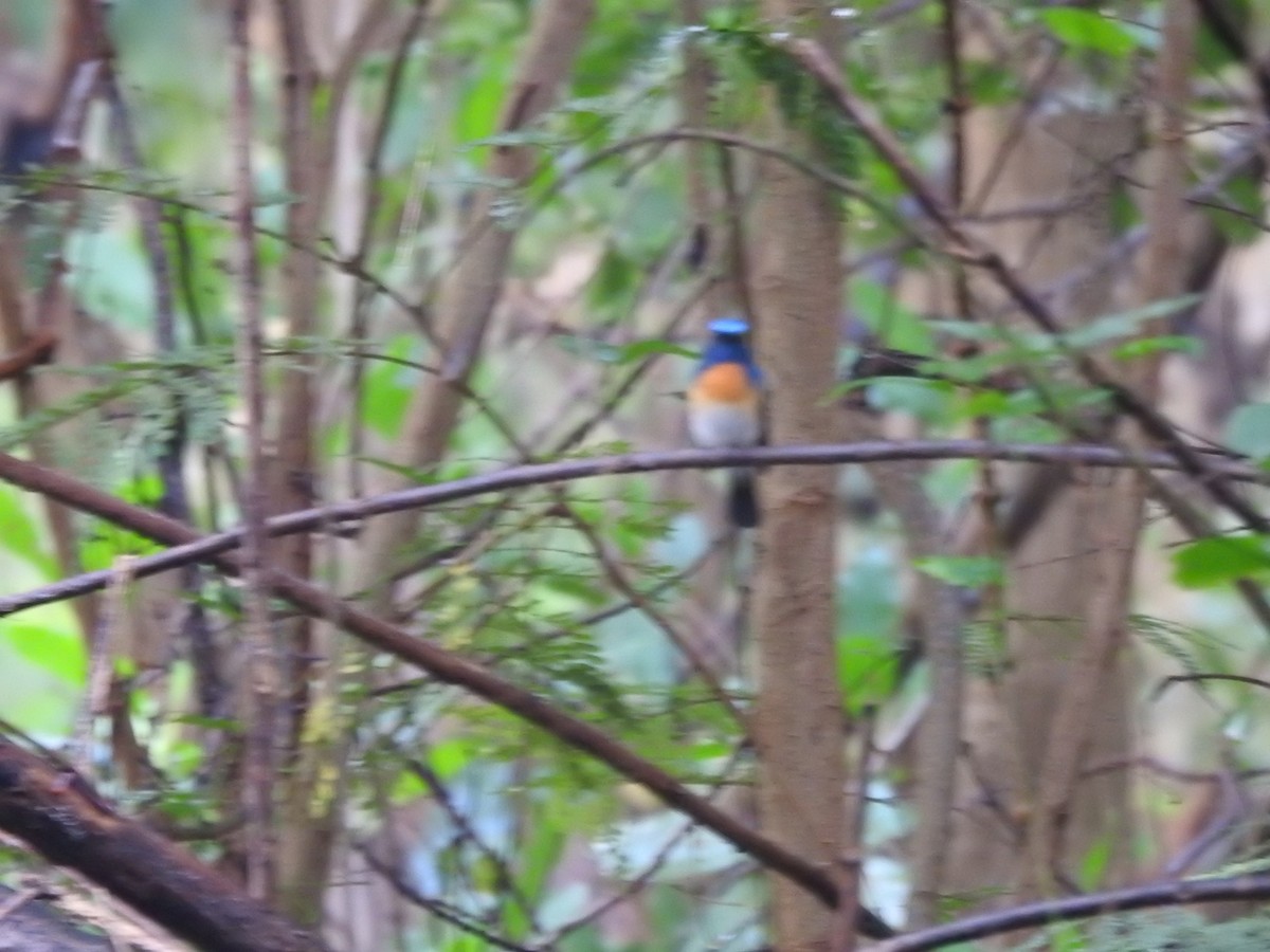 Blue-throated Flycatcher - ML279831041