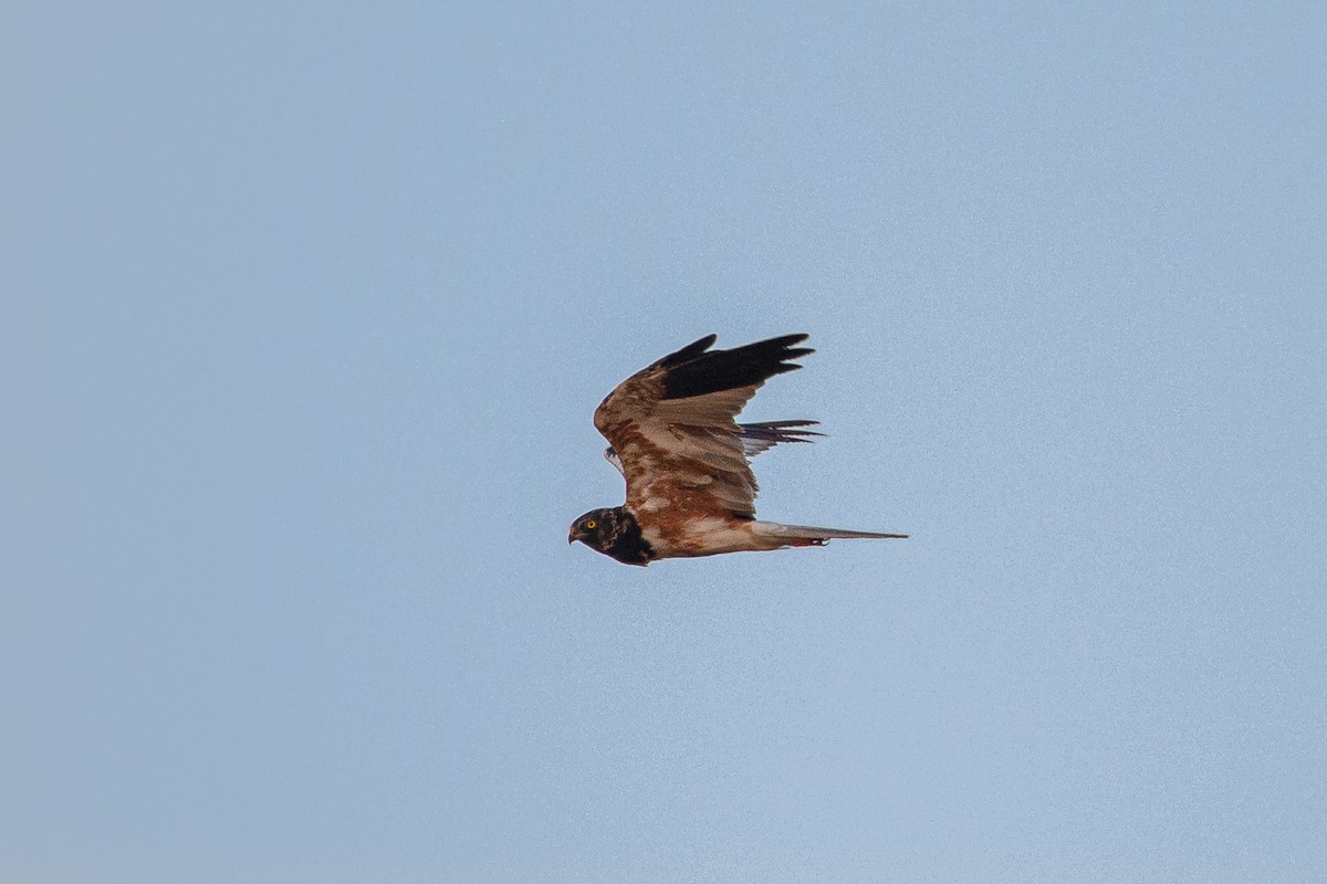 Pied Harrier - ML279831561