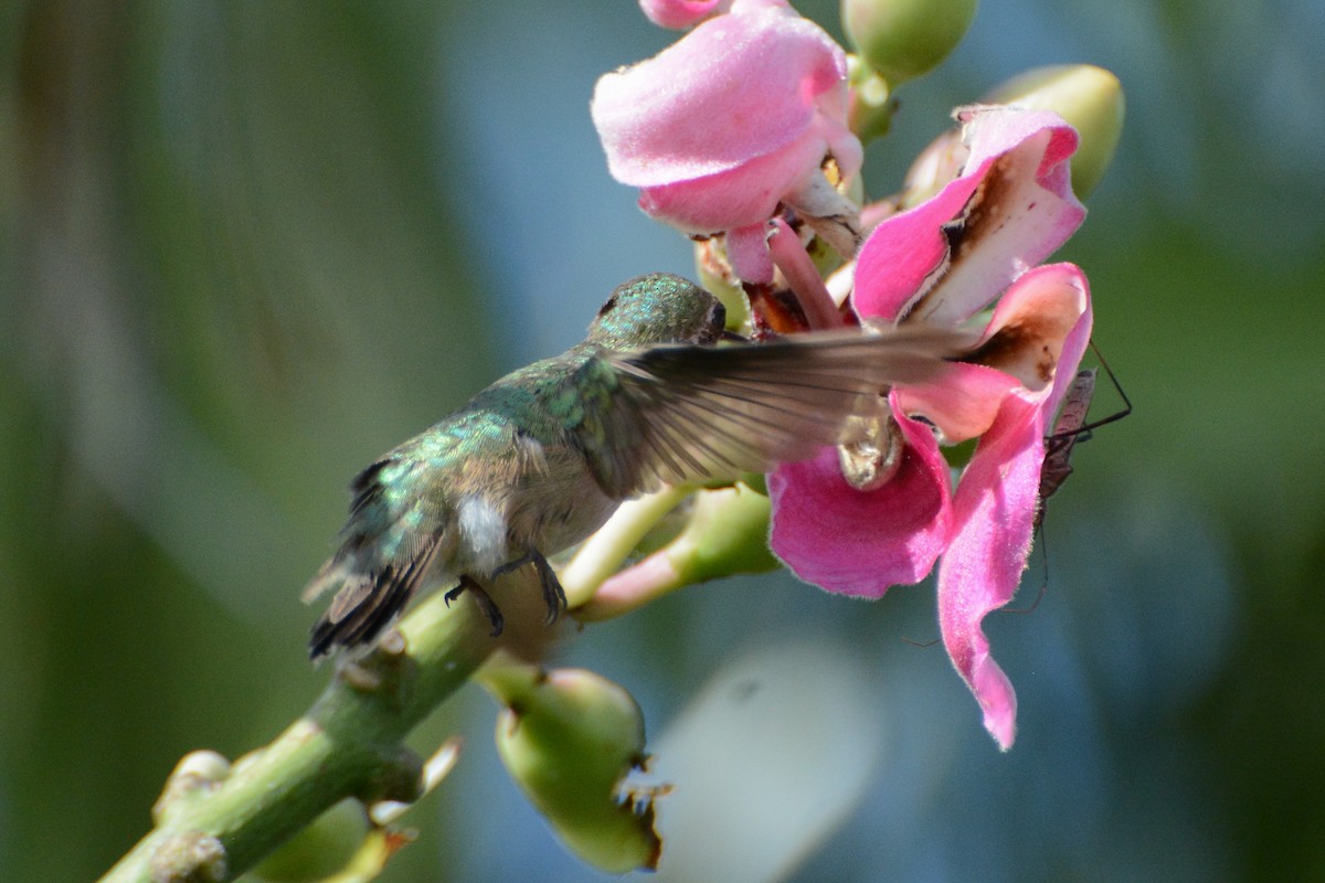 Calliope Hummingbird - ML279831641