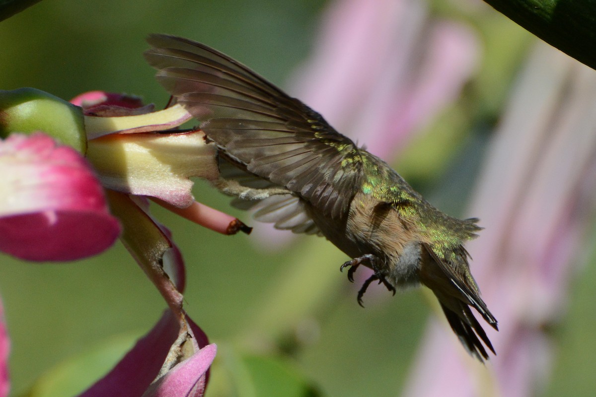 Calliope Hummingbird - ML279831651