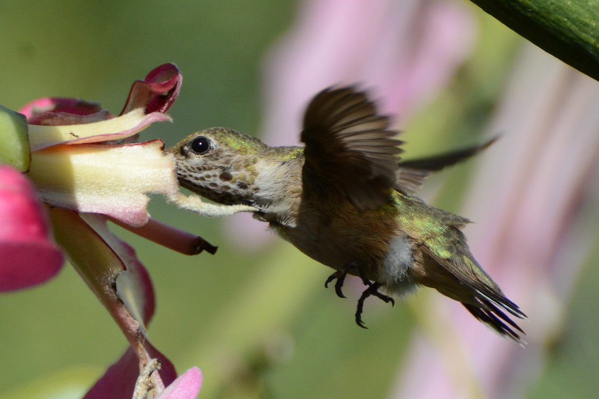 Calliope Hummingbird - ML279831661