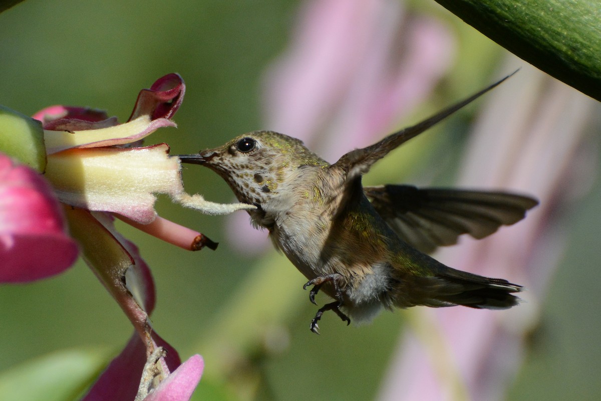 Calliope Hummingbird - ML279831671