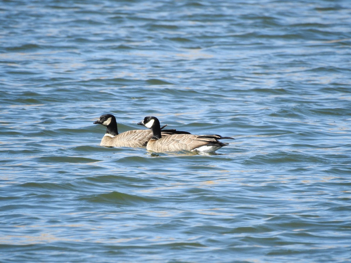 Cackling Goose (Aleutian) - ML279831781