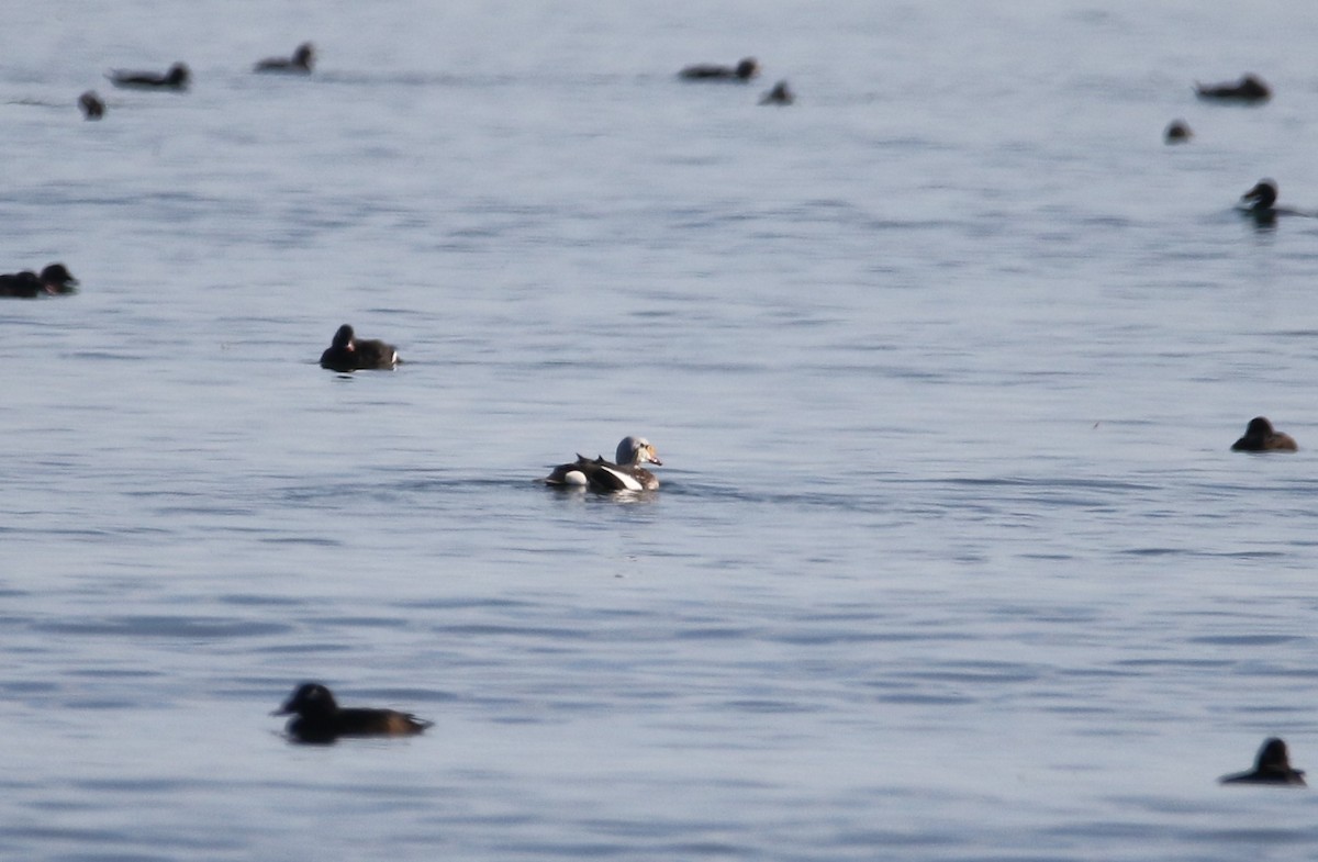 King Eider - ML279832051