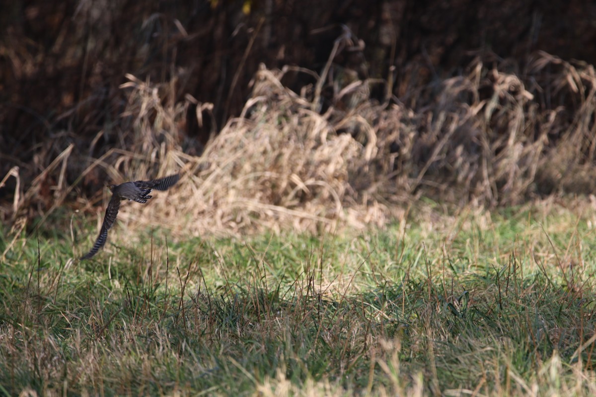 Common Cuckoo - Travis Mazerall