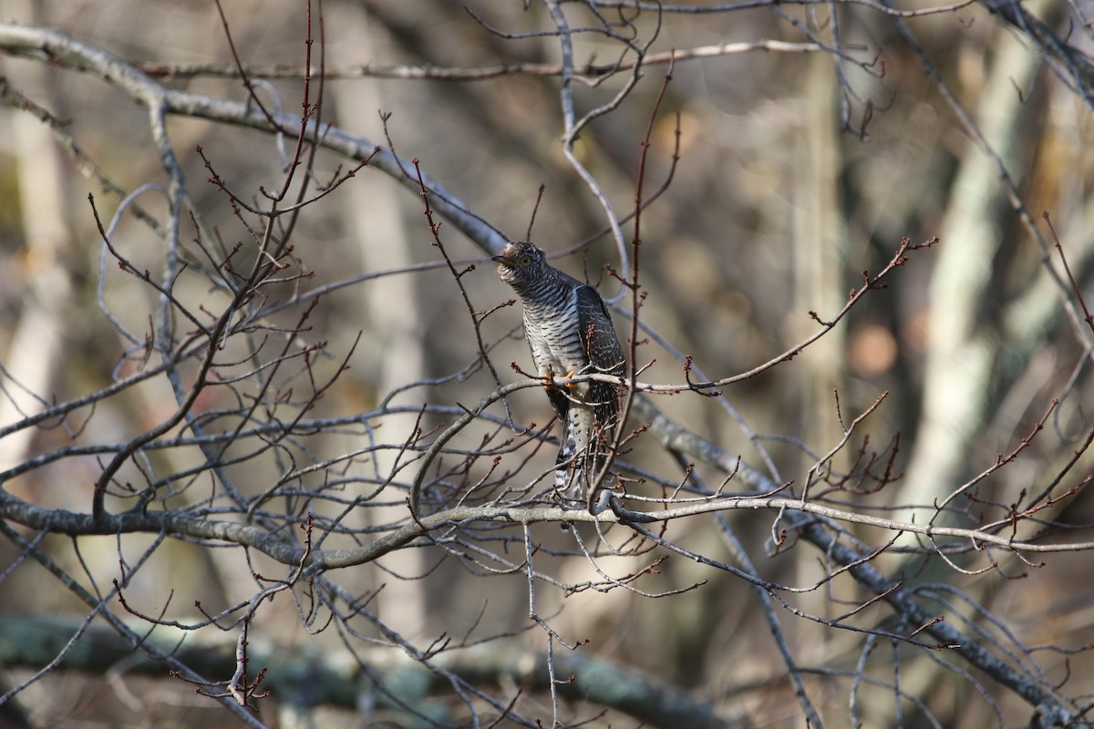 Common Cuckoo - ML279832281