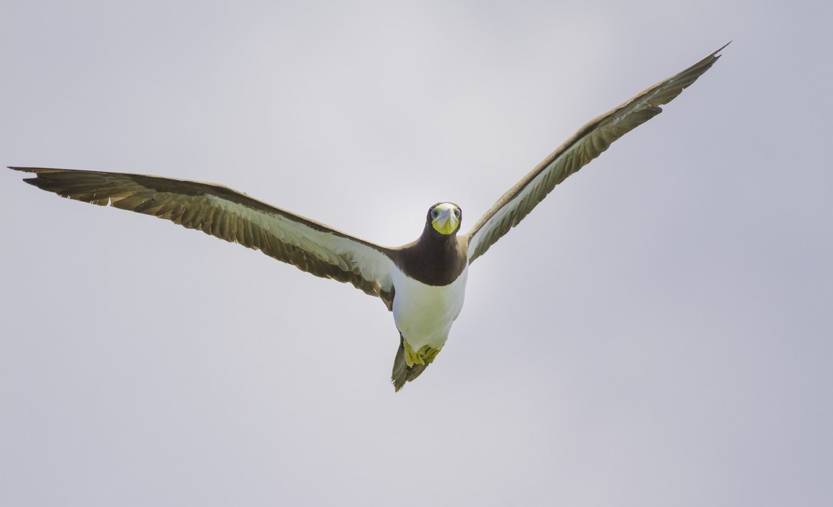 Brown Booby - Roni Martinez